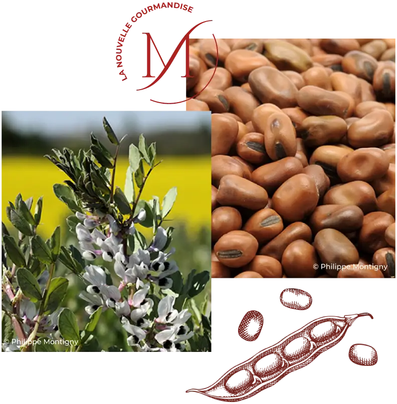 Féverolat - Milatea - La nouvelle gourmandise